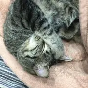 みけけJr