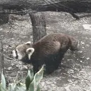 しいの画像