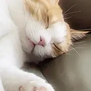 ミチドマーの画像