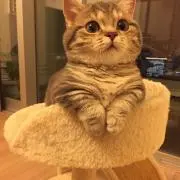 とろこてん