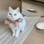 ちゃむの画像