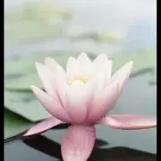 アンの画像