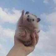 しいたけの画像