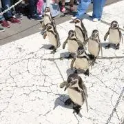 aの画像