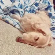 なななななの画像