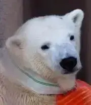 ちろの画像