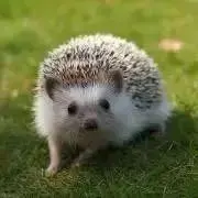 ハリネズミの画像