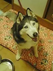 ネネママ