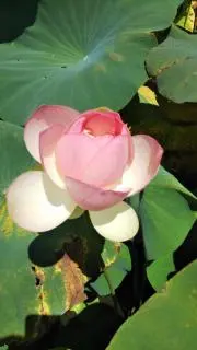 harukaの画像