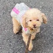 ベル