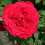 メリーママ【プロフィール必読】