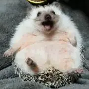 おけんぴーの画像