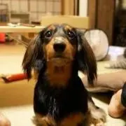 ももも