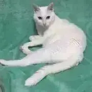 ducieuxの画像