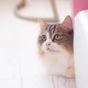 kの画像