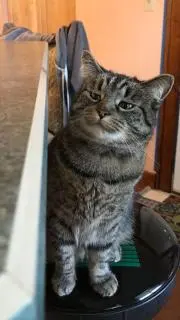 れん