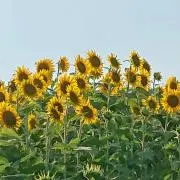 梵天丸の画像