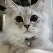 WAの画像