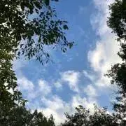 ねこまる