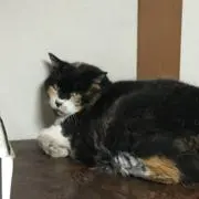 日の丸 深夜隊の画像