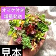 6月、植物系増量発送致します‼️の画像