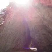 りゆの画像
