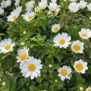 Flowerの画像