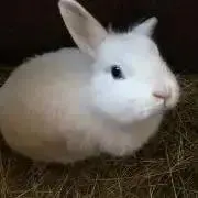 ⭐️丁寧出品⭐️迅速発送⭐️のんきママの画像