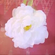 こうめちゃん