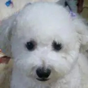 みらゆめの画像