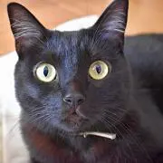 あいこの画像