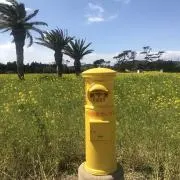 HARUの画像