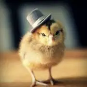 ぴよこ