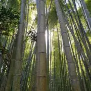 てつまい