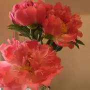 つるまるの画像