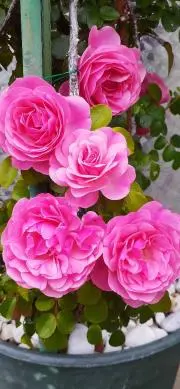 薔薇