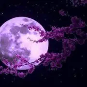 ムーンの画像