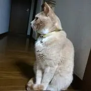 うずらの画像