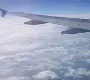 つくしの画像