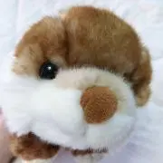 ♪の画像