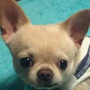 Ray