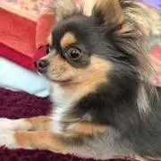たこやきの画像