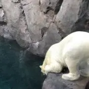 Tinyの画像