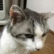 こたぼママ