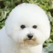 ねねの画像