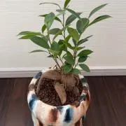 Asu.Kakiの画像
