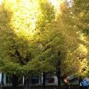 kanaの画像