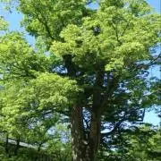 109825090の画像