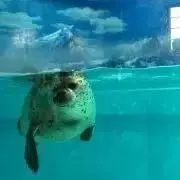 コングの画像