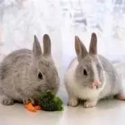 ふじわわ
